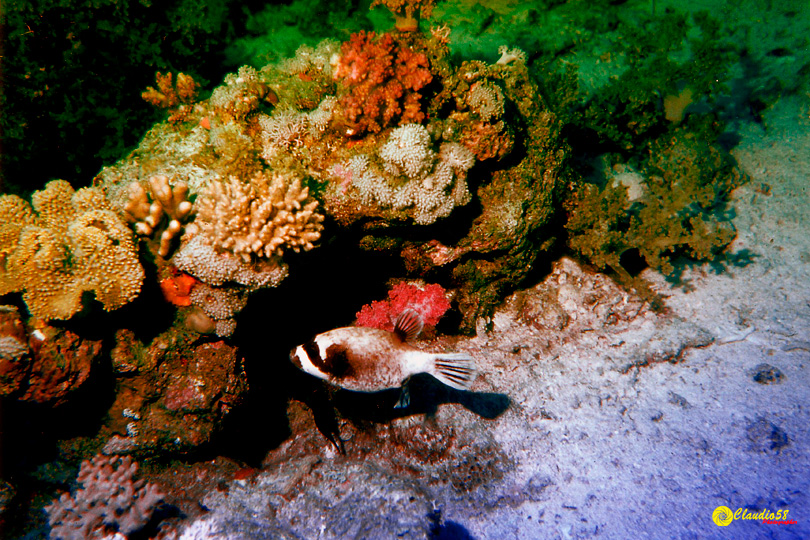 Oracolo della Sibilla Egitto pesce palla